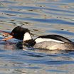 Red-breasted Merganser